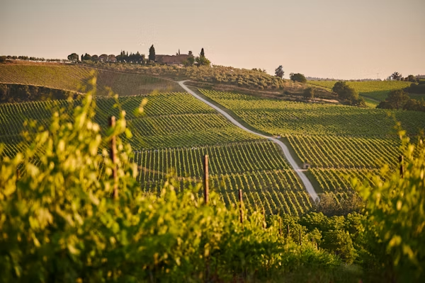 A distant view over a vineyard in Napa.