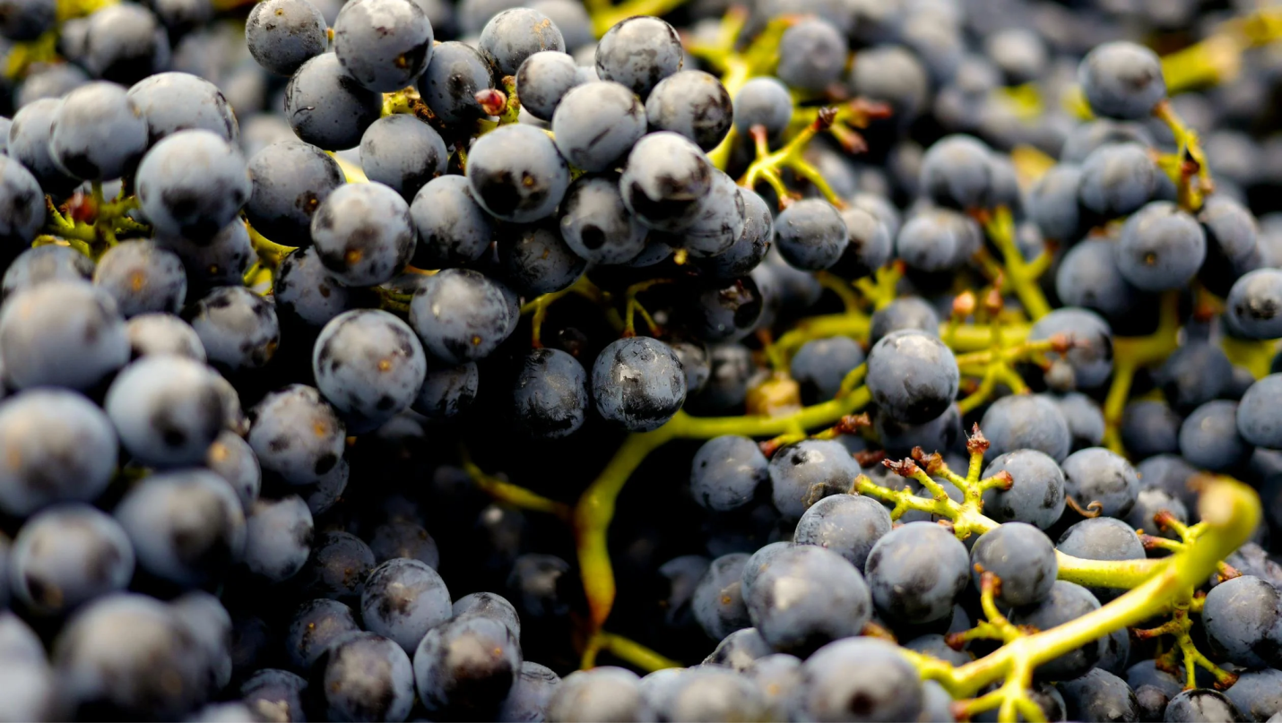 Multiple bunches of grapes.