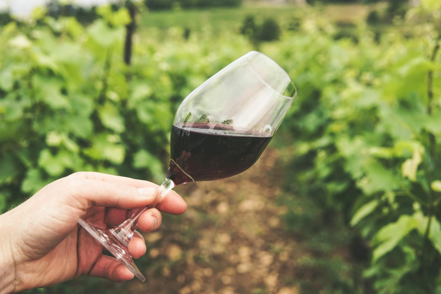 A person holds a glass for wine tasting.